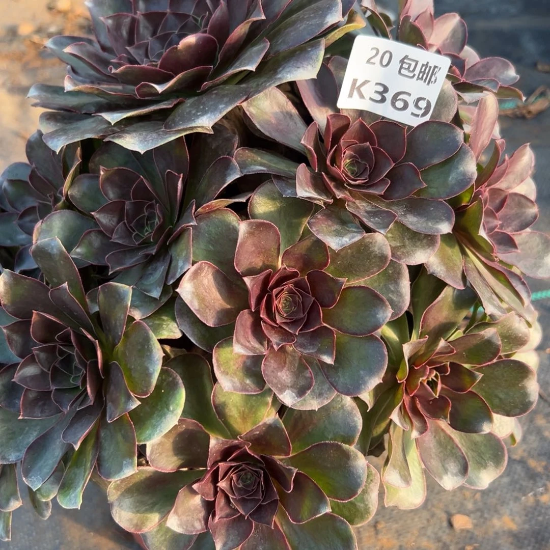 369魅金玫瑰，满20包邮嘟叮熊