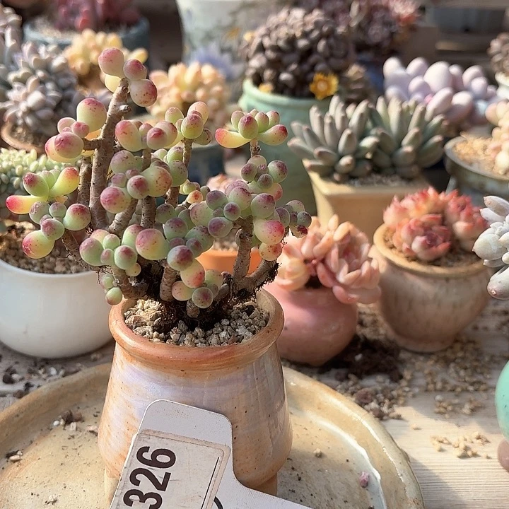 -****-带盆f g g d h j j g 326