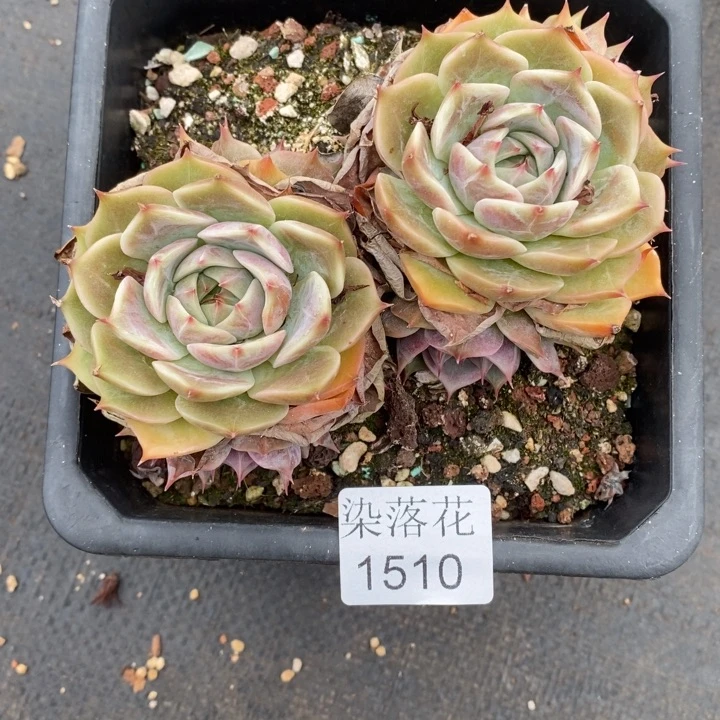 S***o精品多肉植物1510