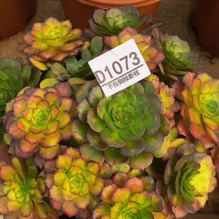 【闪购商品】1073海王七彩多肉