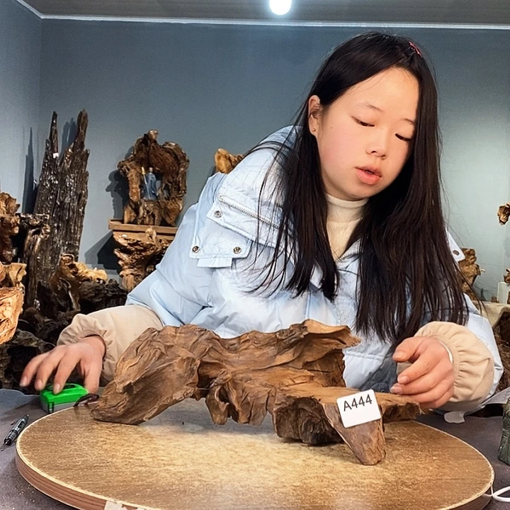 茶盏老*444株木的随行的根艺