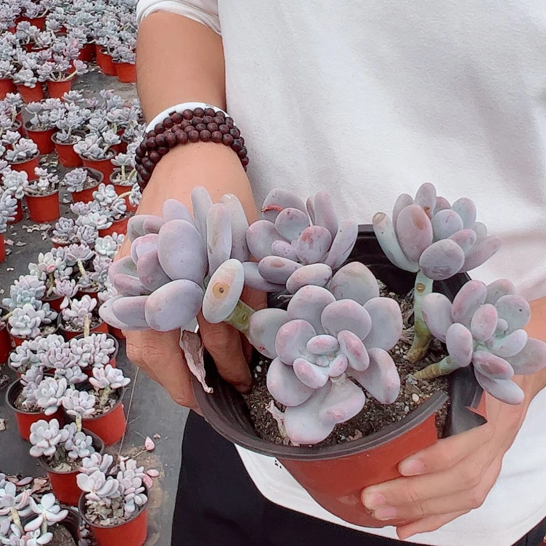 桃美人多头起发多肉