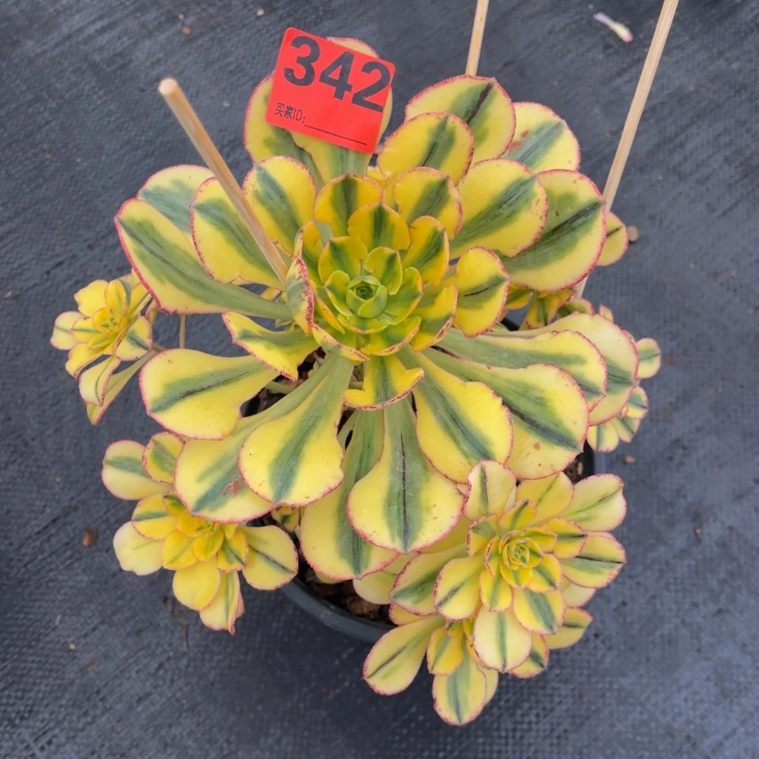 君*342多肉法师太阳神