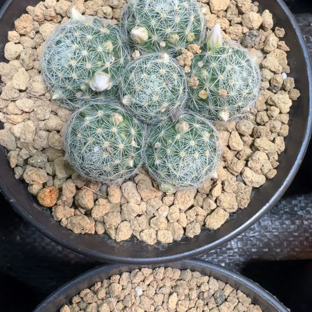 猫***咖仙人球一物一拍吉赛儿