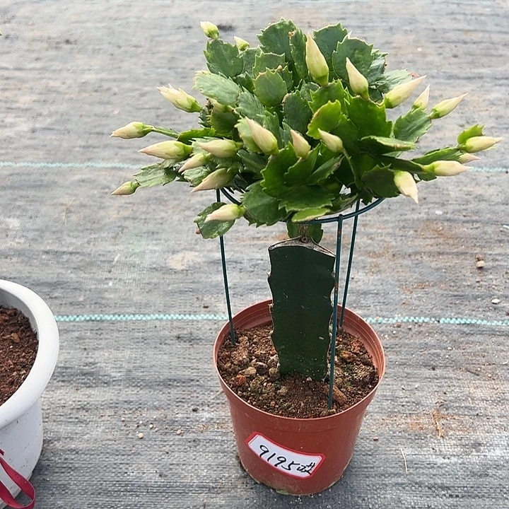 031蟹爪兰尾号9195