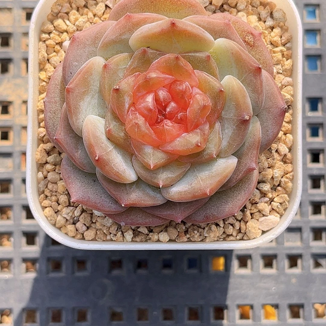 893一物一拍 心里美