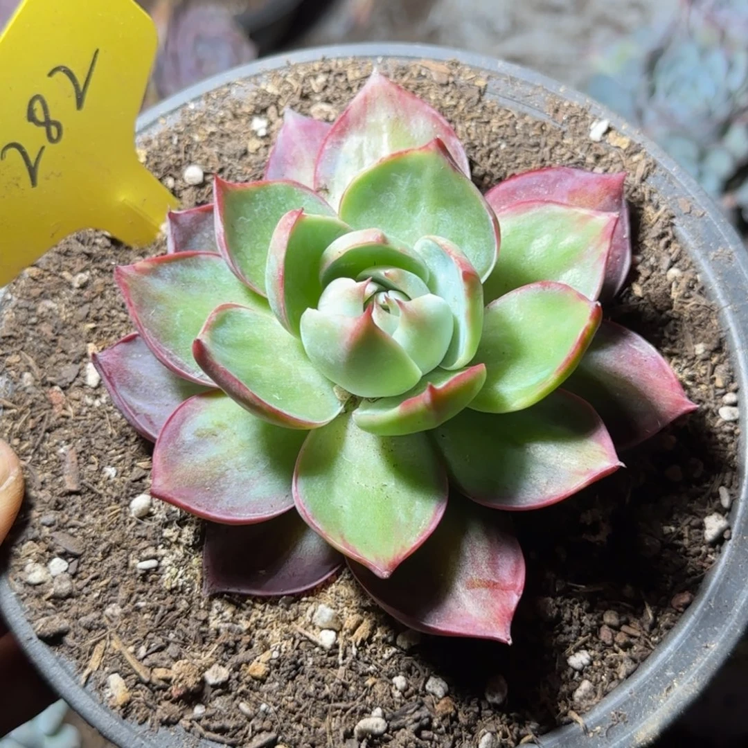 惊鸿一物一拍包装收缩花旱282