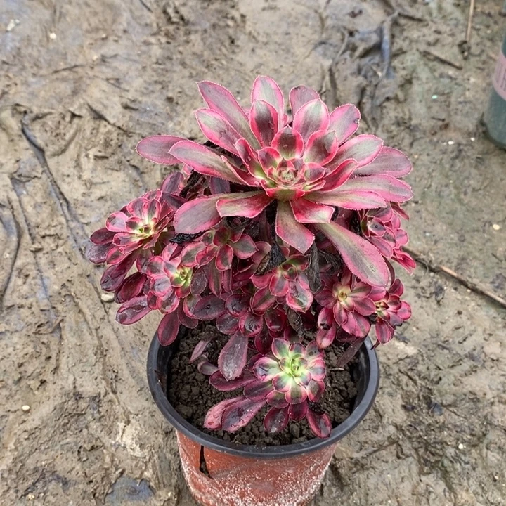 香奈儿多肉植物071