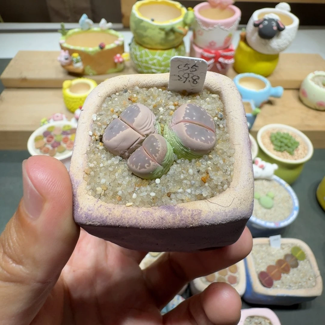 蘑菇211橄榄橄榄橄榄