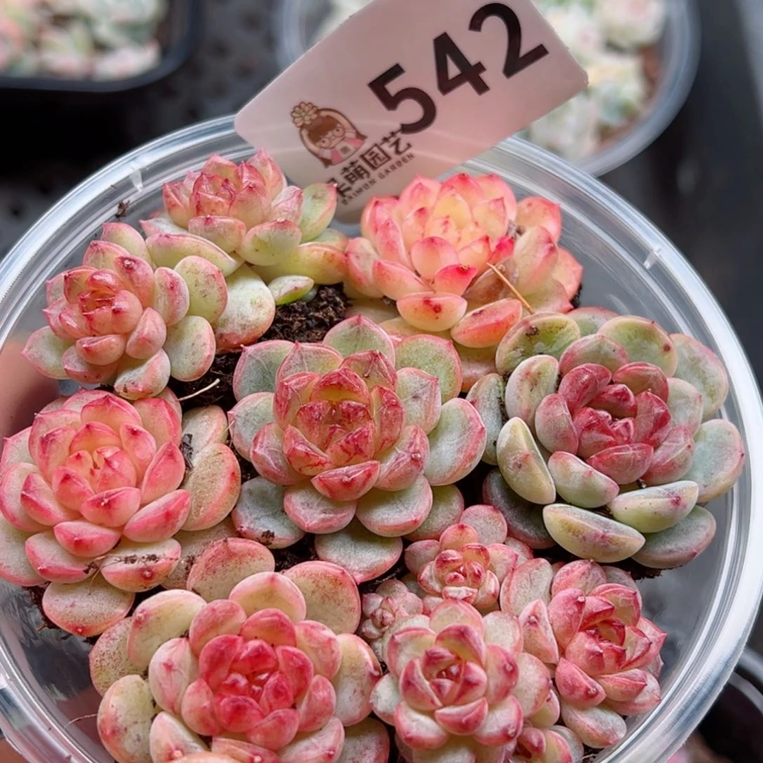 多肉植物多肉植物