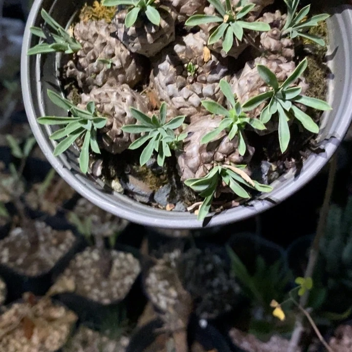 聂***峨眉山父母都在等我回去的路上