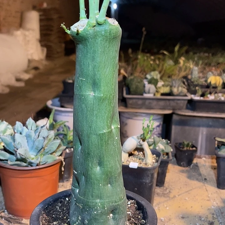 无花朵毒腺蔓块根一物一拍