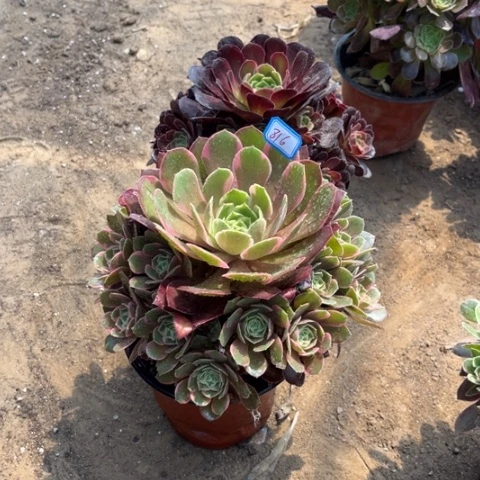 816多肉植物组合