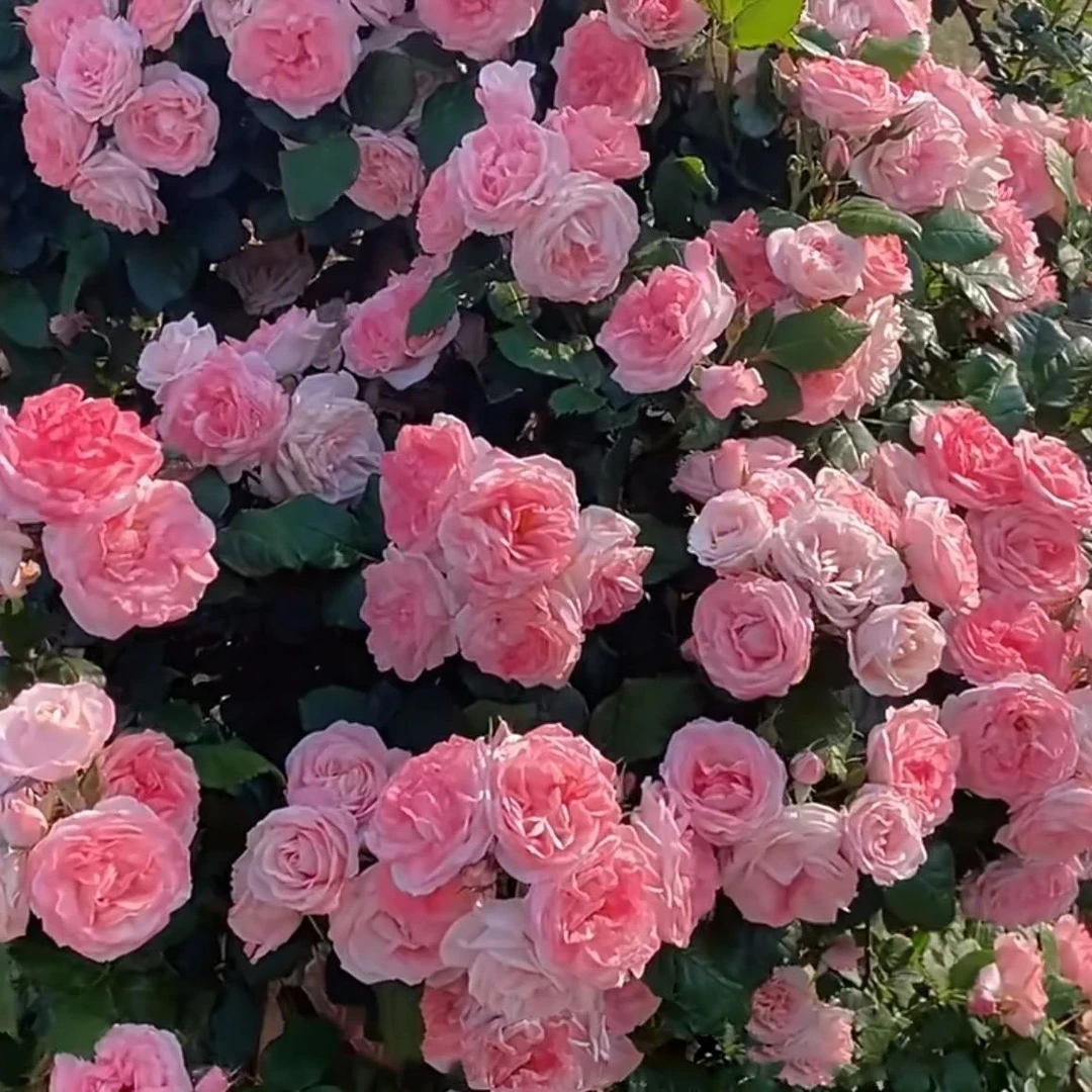 樱霞月季丰花型藤本月季爬藤蔷薇阳台盆栽庭院四季开花欧月苗