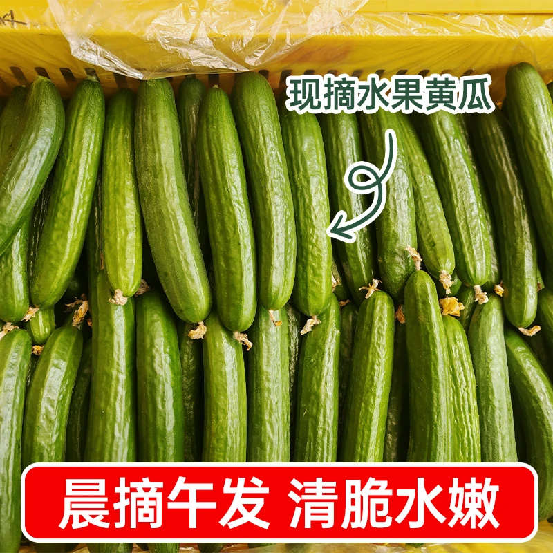 水果黄瓜小乳瓜水果蔬菜生吃脆爽黄瓜现摘现发次日达