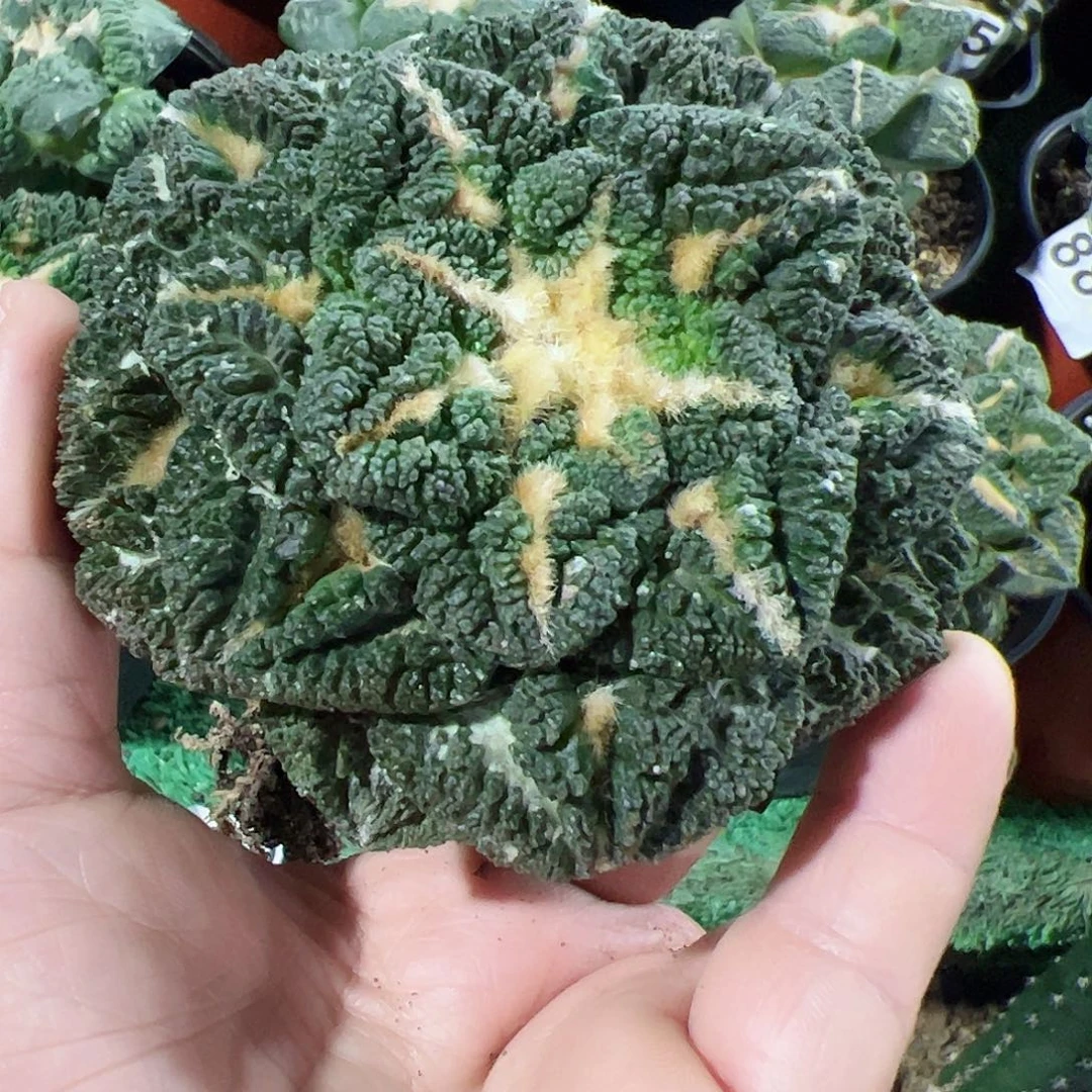 无花朵福利龟甲牡丹球缺水142