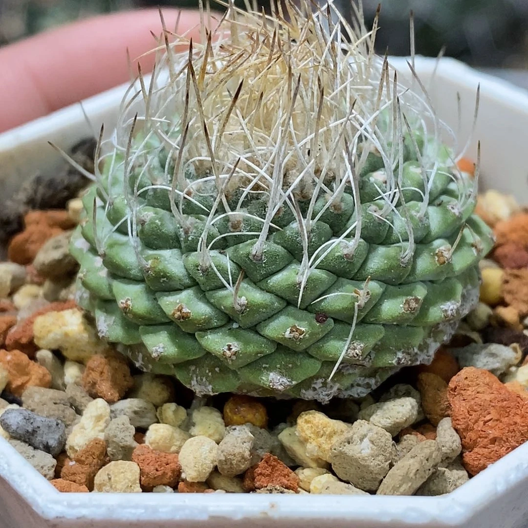 孤品实生特选株扁平飞碟体密刺沧桑感老家菊水3.8cm