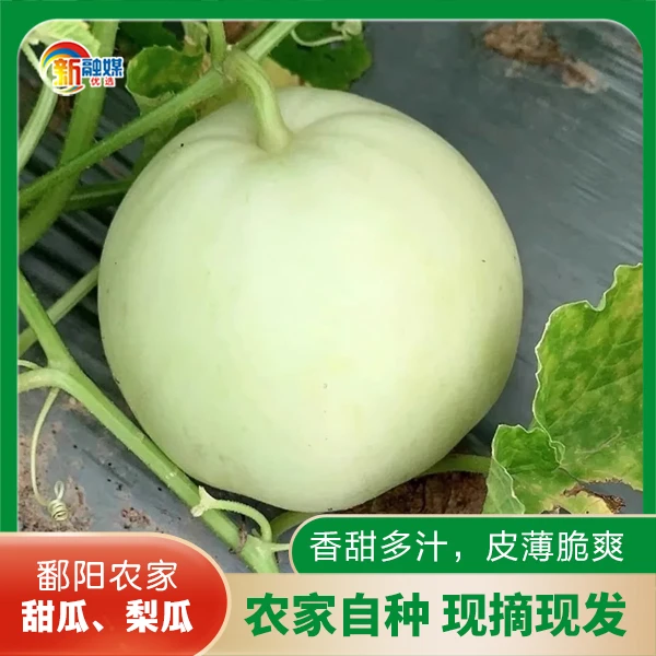 鄱阳本地农家自种甜瓜新鲜水果爆甜香瓜现摘现发梨瓜