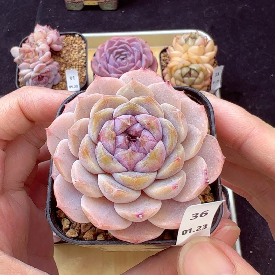 浮幽36、哈哈哈哈