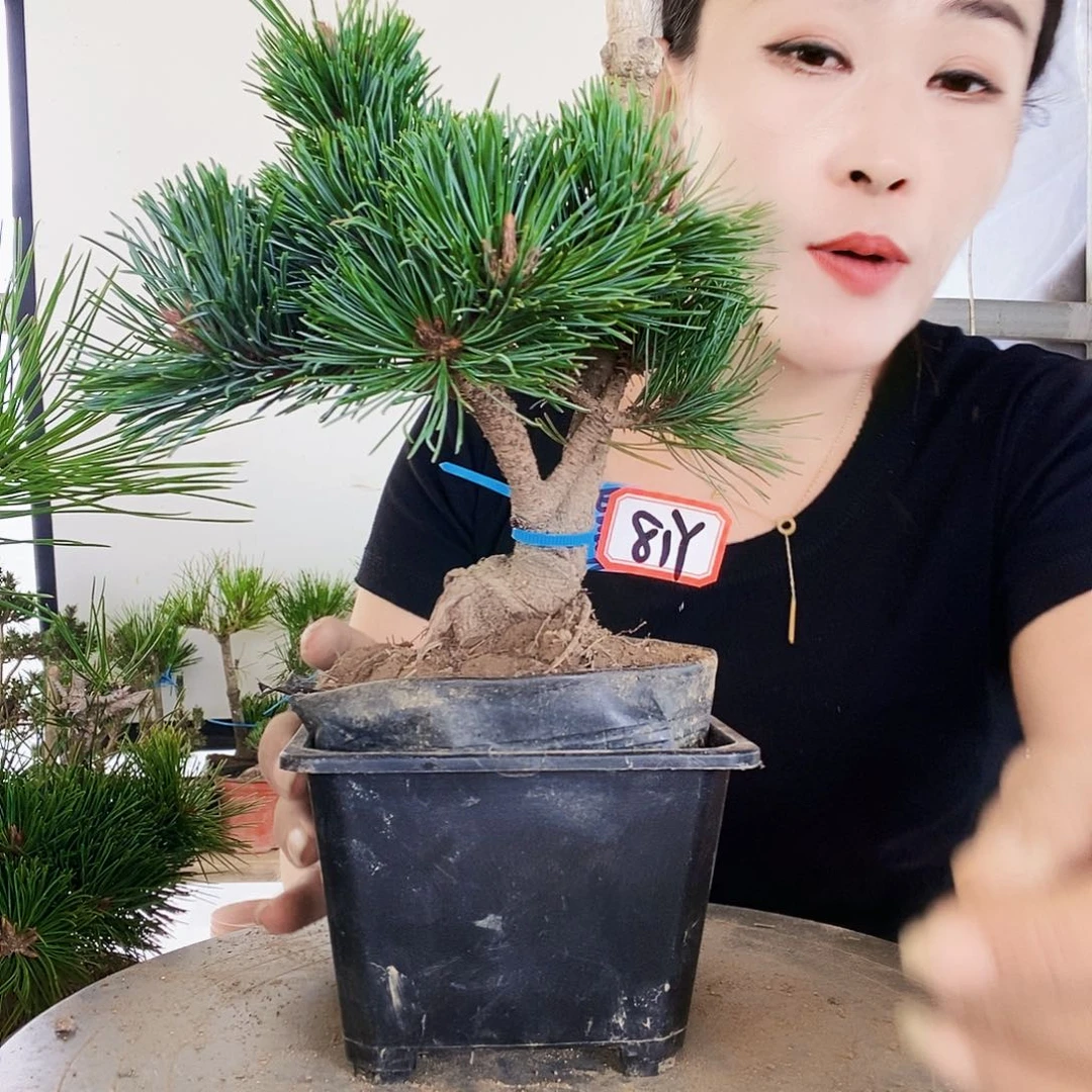 无花朵植物形态多年生草本