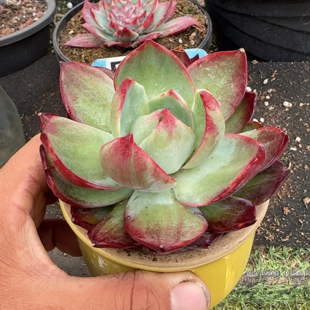 惊鸿一物一拍包装收缩花旱893