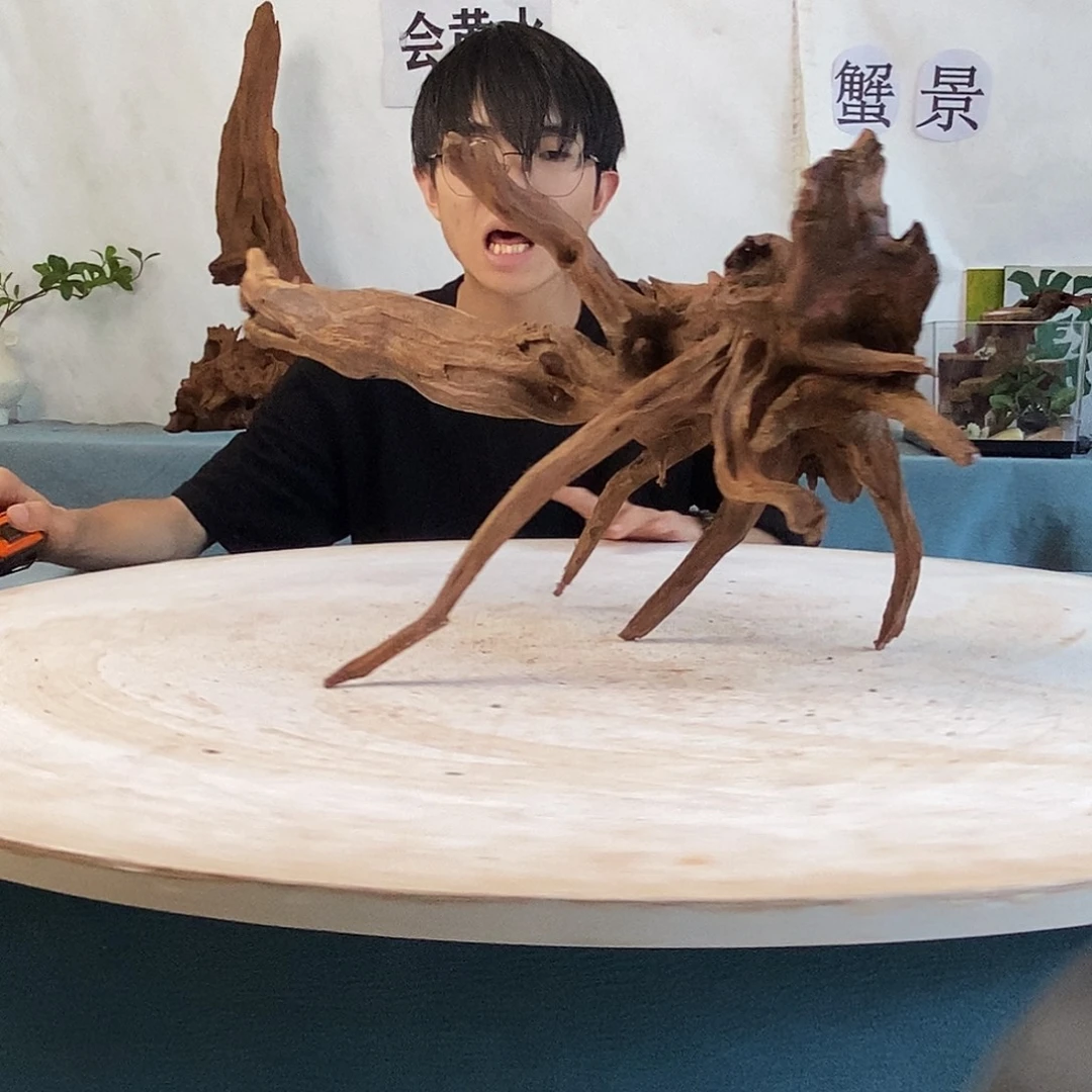 沉木造景寄居蟹景