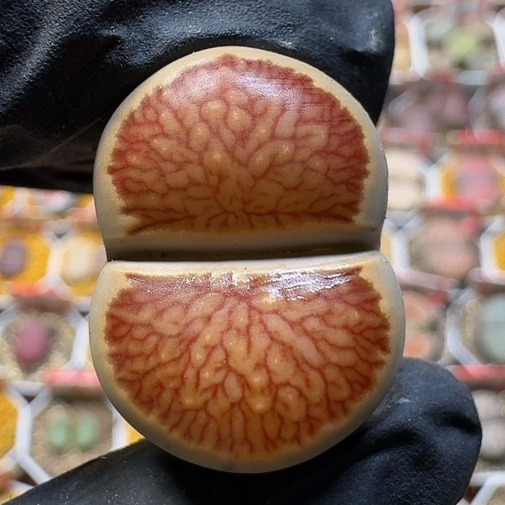 生石花11111。    295