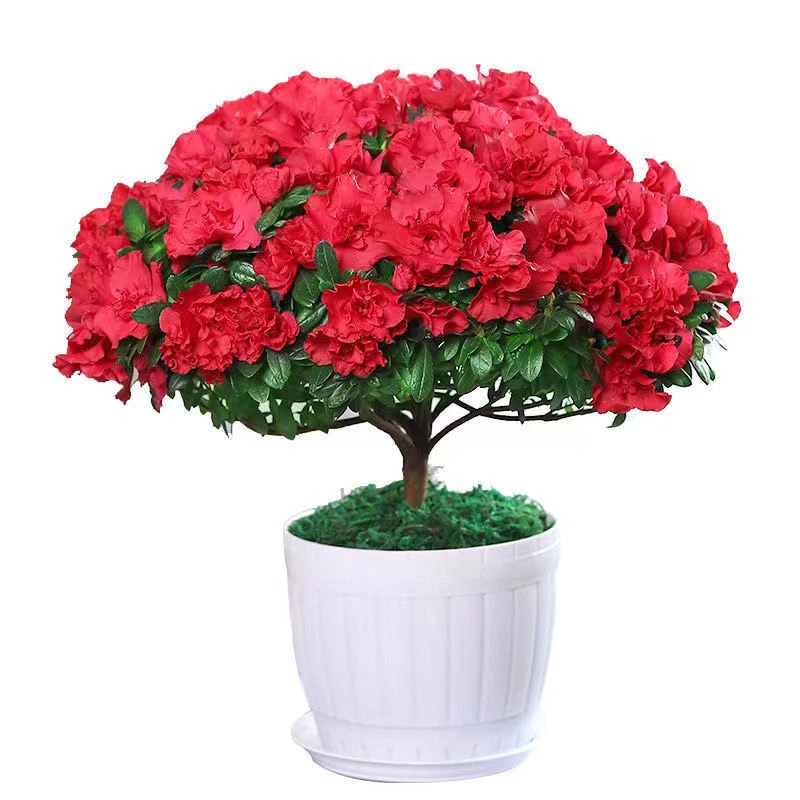 中国红四季开花比利时杜鹃花