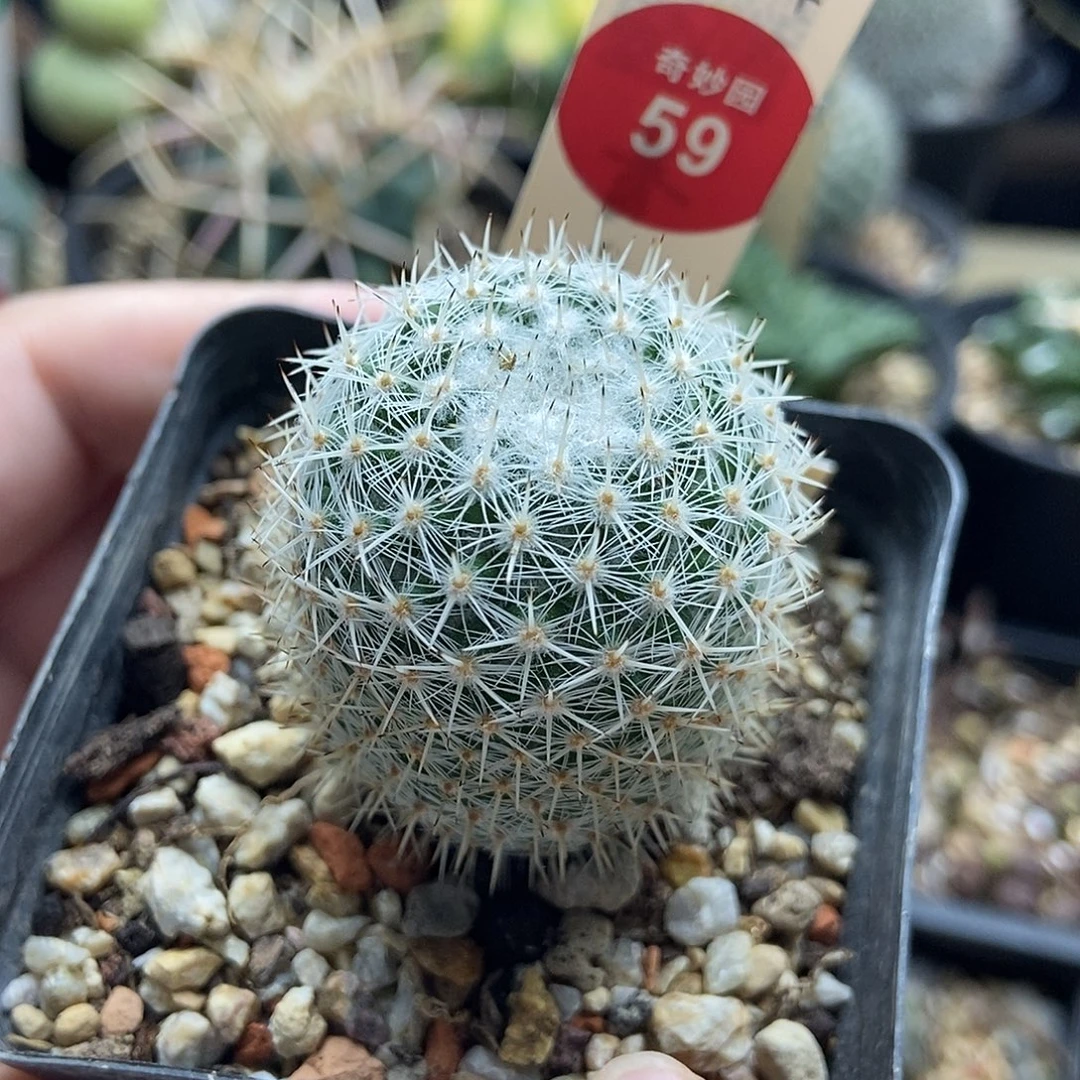 实生敷岛3.5cm一棵仙人球