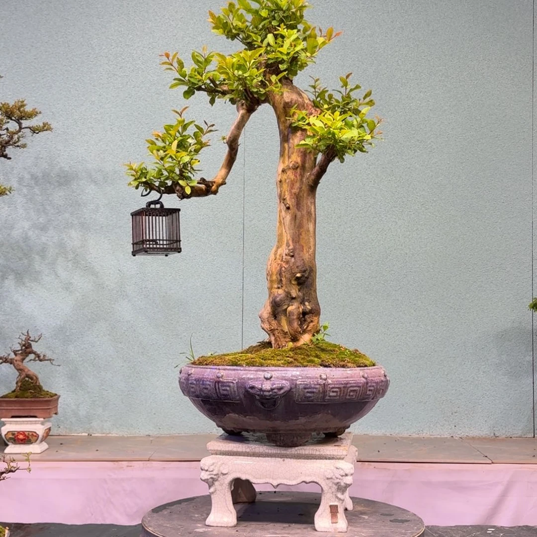 顺***然无花朵1111111111111111