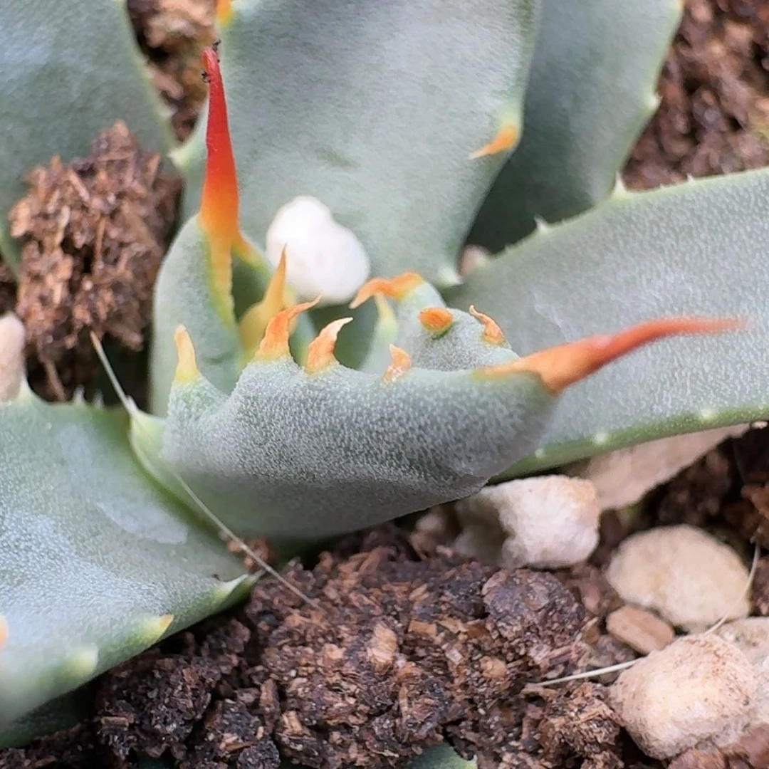 【闪购商品】11呵呵呵呵哈哈