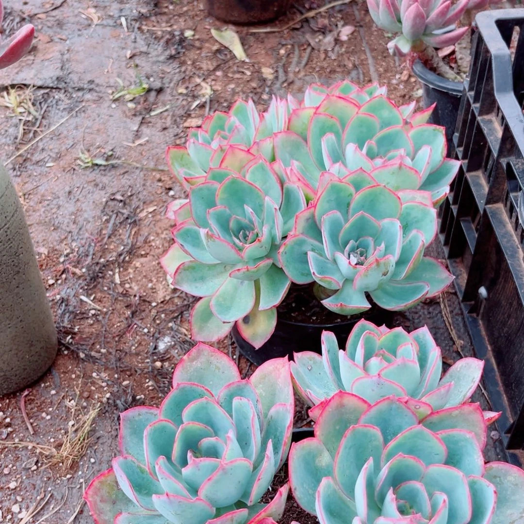 蓝光精品多肉植物一颗