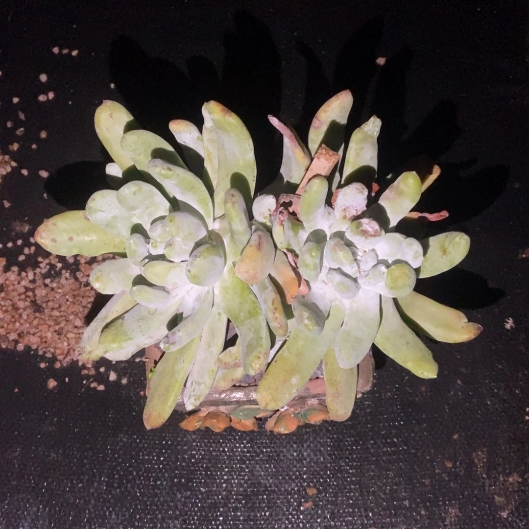 拇指多肉植物啦啦啦