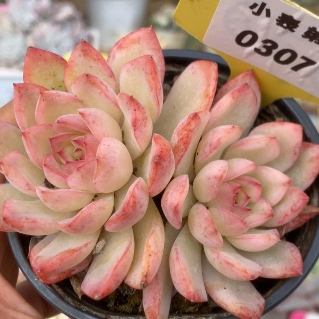 307雨燕座锦锦锦锦锦