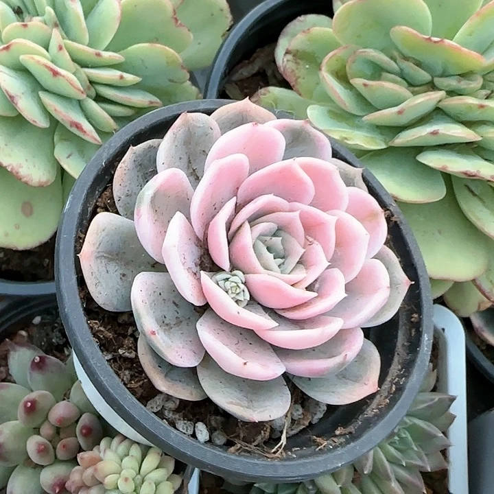 你****❤青蛙王子儿童牙膏111