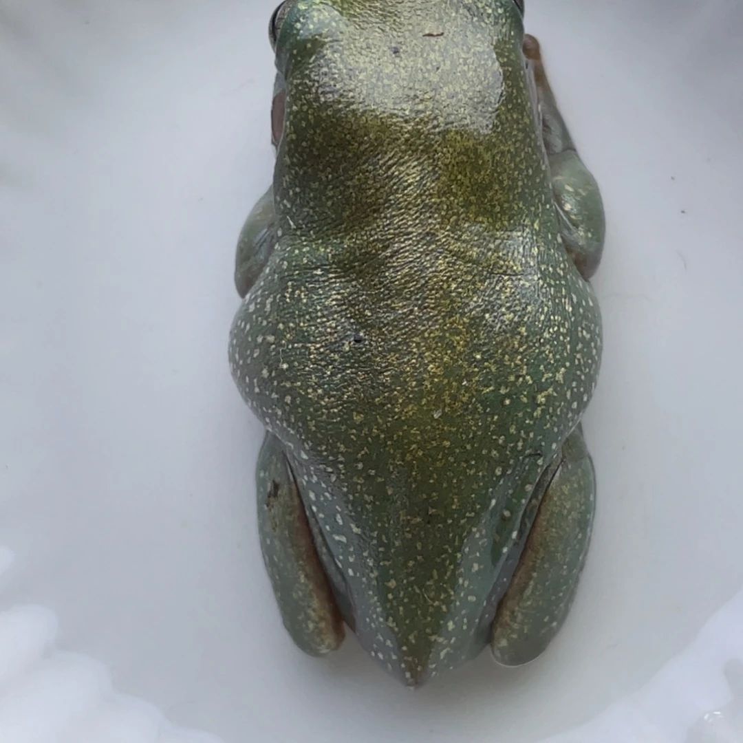 老爷树蛙右脚微微残特价福利