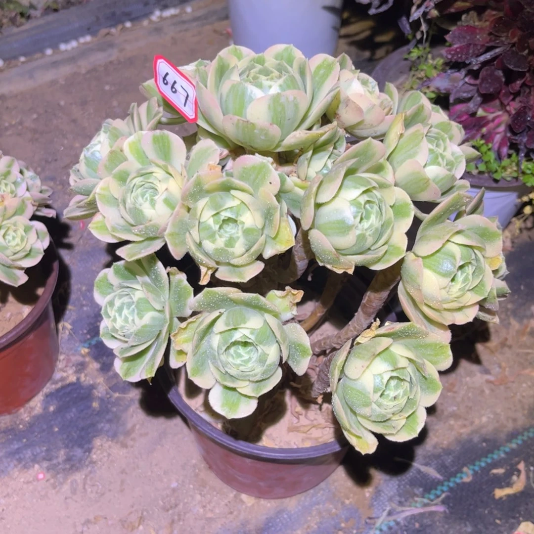 667多肉植物迈巴赫老桩