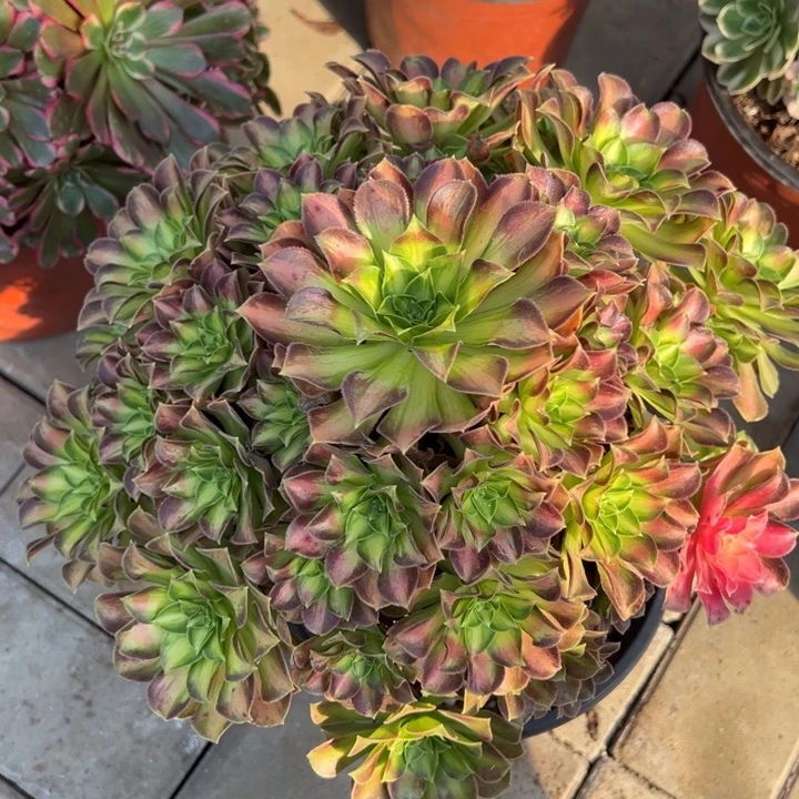 韶华多肉植物花花