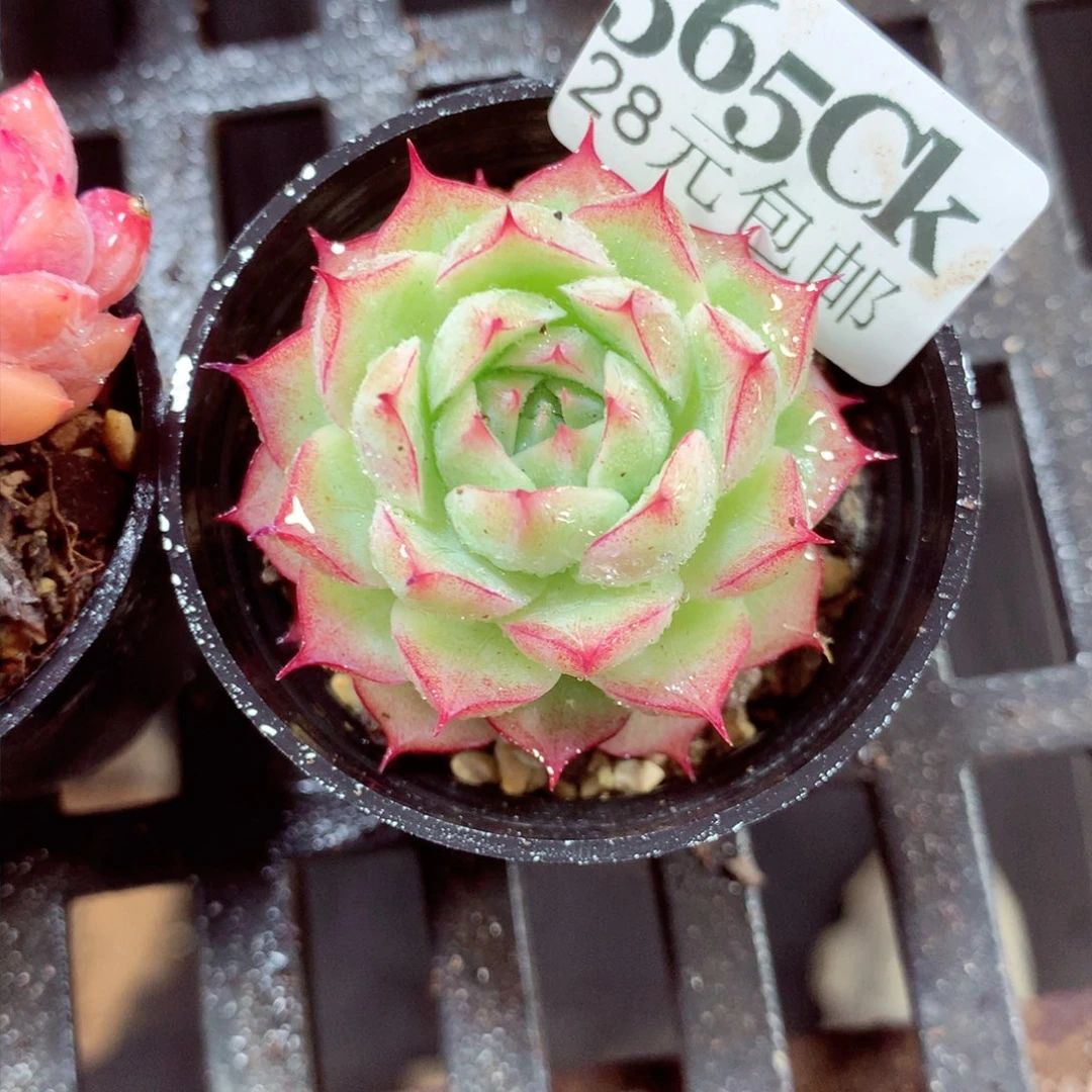 5厘米盆精控多肉565