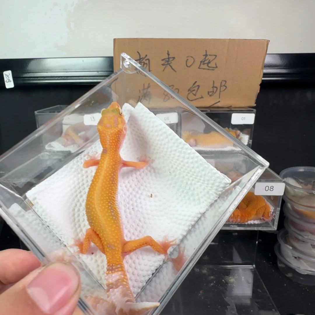 豹纹守宫无纹暴龙妹妹