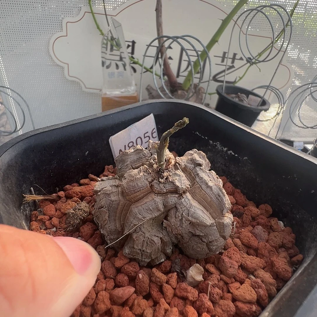 小***️多肉植物专拍 一物一拍 南非龟甲龙8056