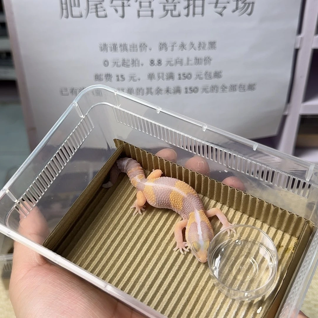 肥尾守宫直线橘白 妹妹