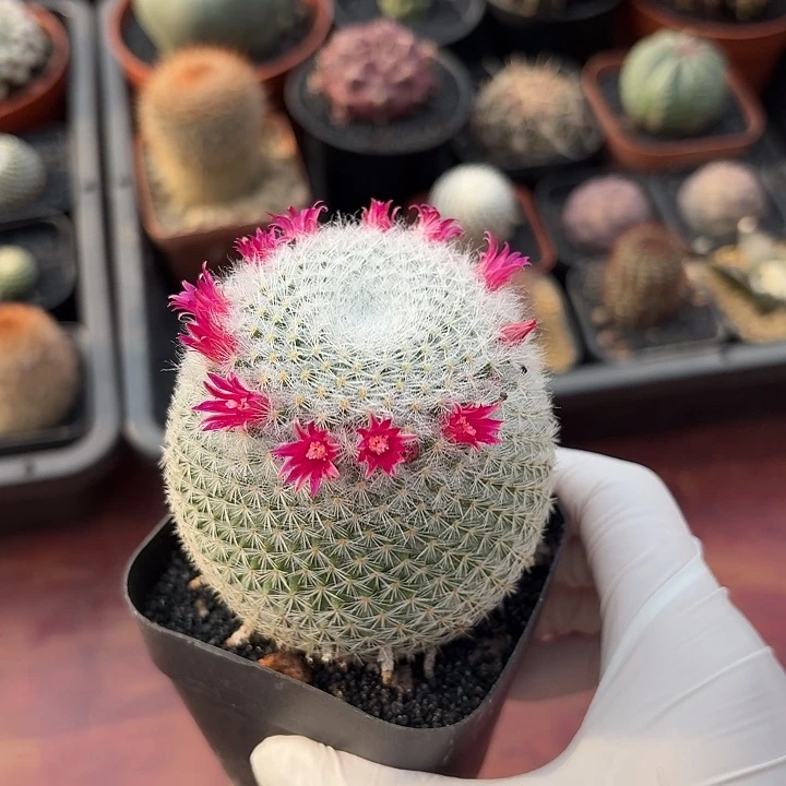 短豪刺希望丸仙人球123