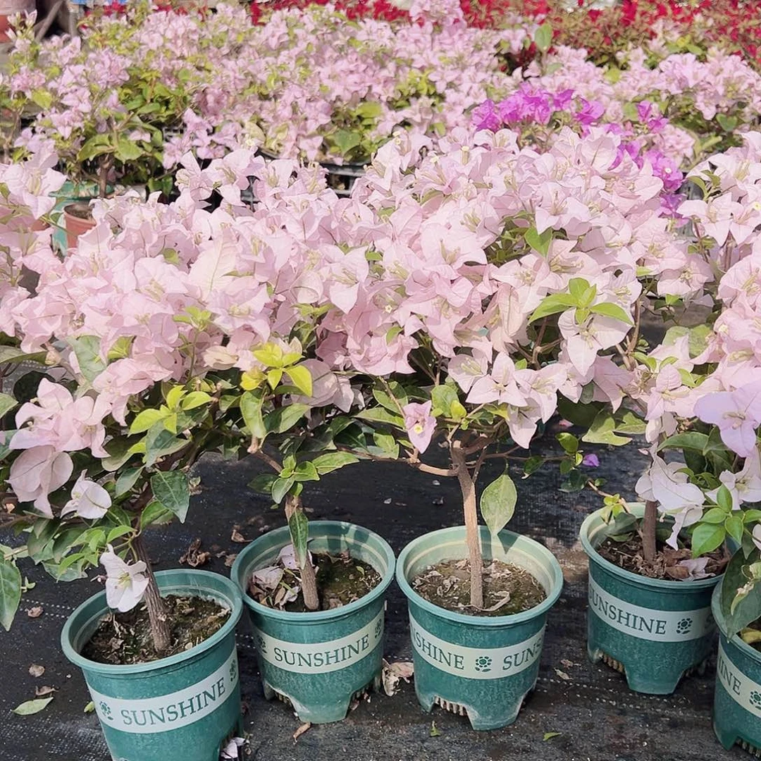 大部分花苞少量开放苹果花掌中宝一颗