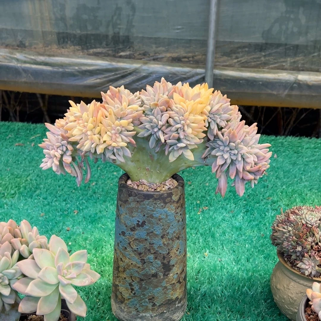 淡雪锦缀，，，，，，，，，，，，，，