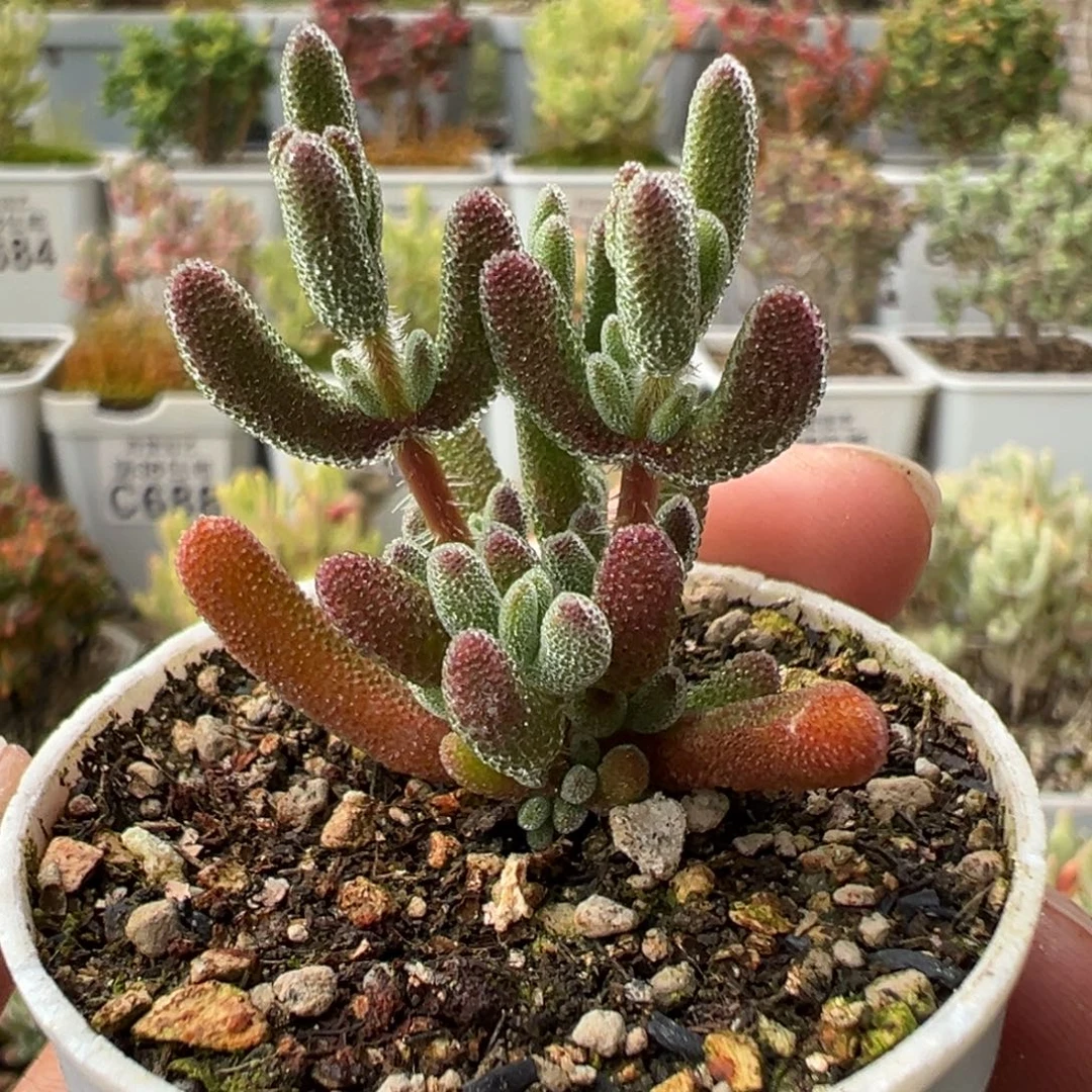 4-920琉璃五圆盆枝干番杏