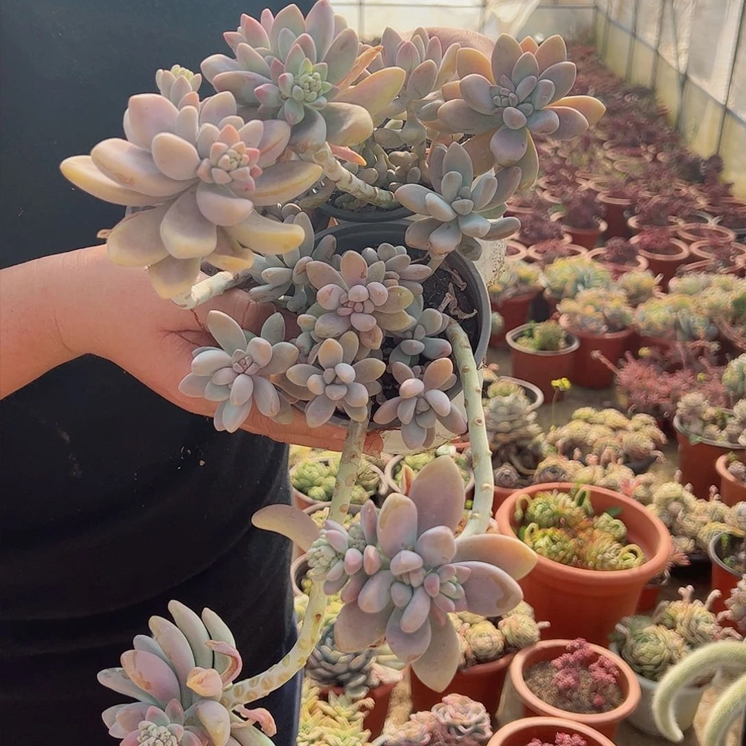 香水奶糖三盆多肉植物