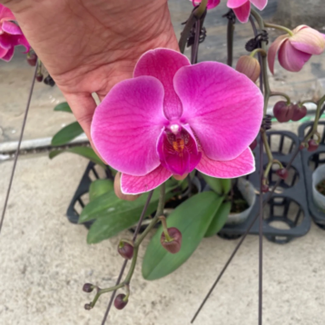 香橙美人蝴蝶兰2.8寸