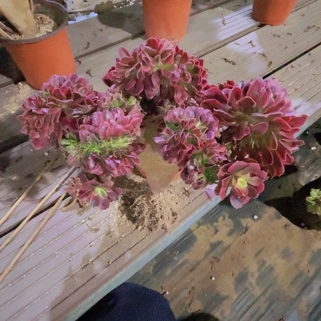 【闪购商品】无花朵浮*人美杜莎