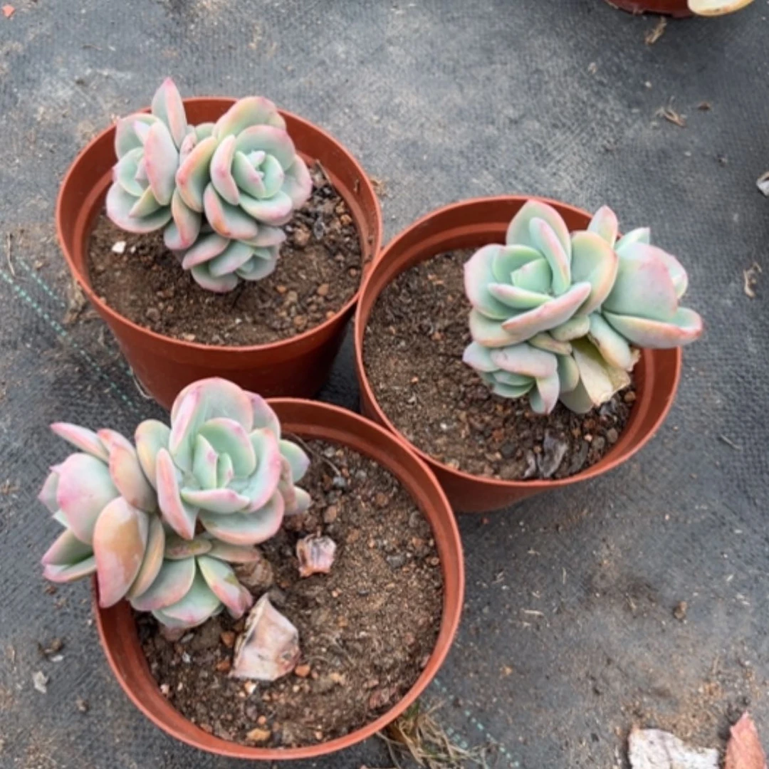 【闪购商品】D****界白凤